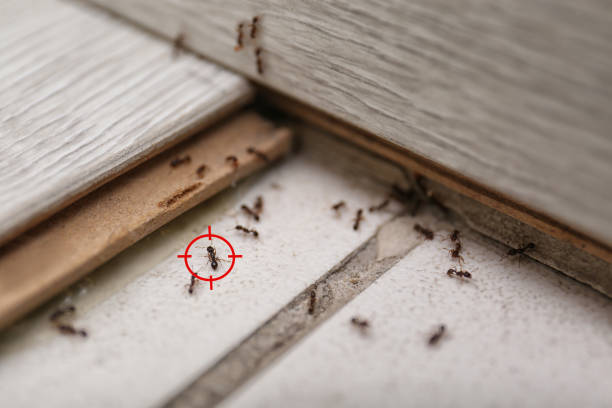 Best Best Pest Control Companies  in Beavercreek, OR