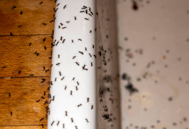 Best Rat Extermination Near Me  in Beavercreek, OR