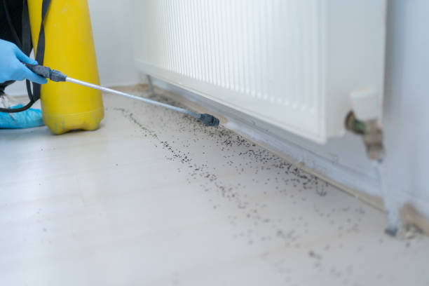 Best Termite Control Services  in Beavercreek, OR